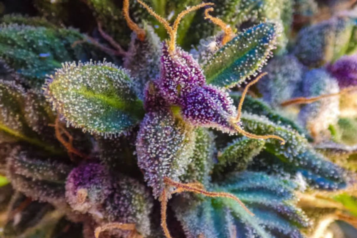 Exploring THCa Flower: A Non-Psychoactive Alternative