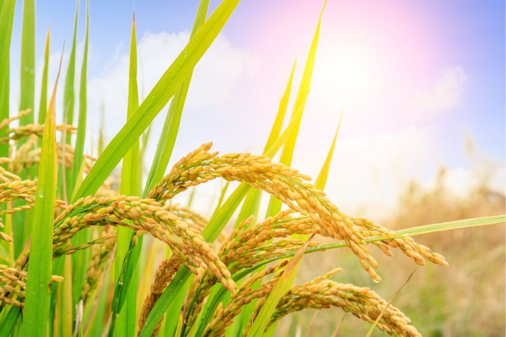 CBD and Spring Allergies: Can It Support Seasonal Comfort?