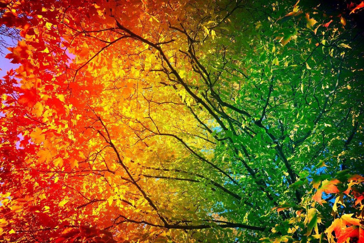 CBD and the Change of Seasons: Creating a Fall Wellness Routine
